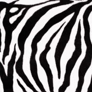 ZOO zebra